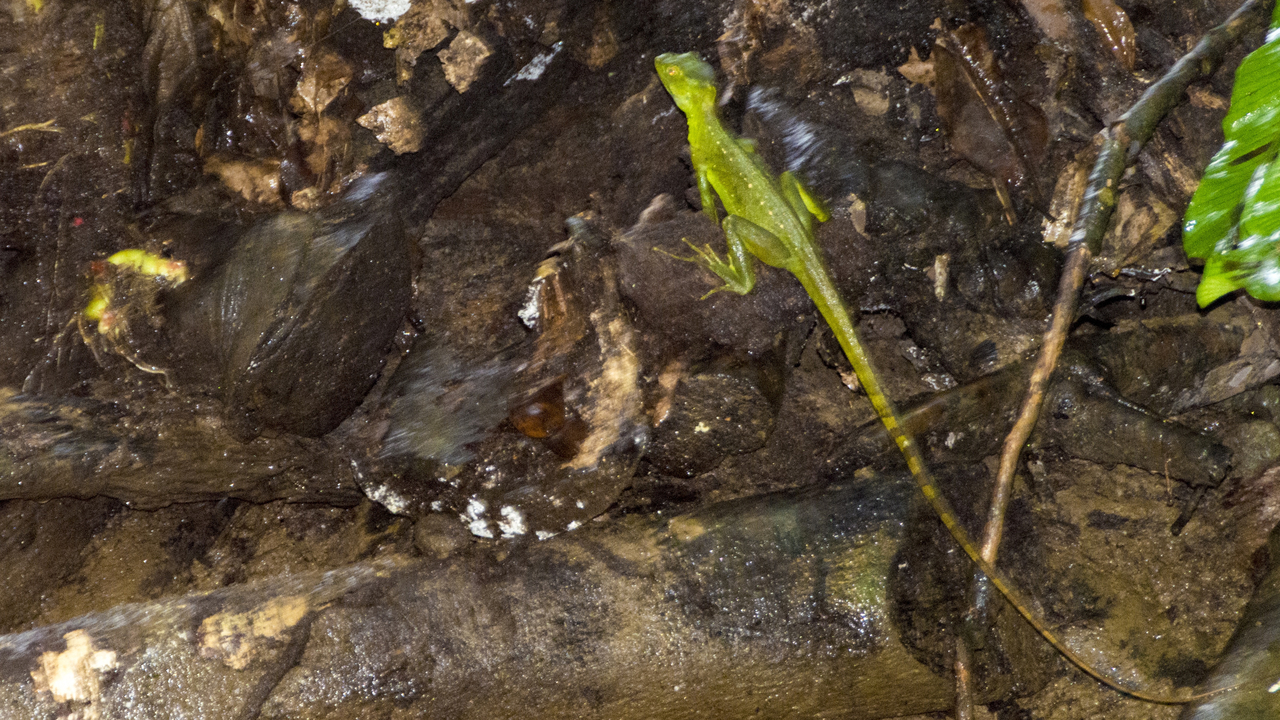 20171230 012   Tortuguero National Park, Puerto Limon, Limon, Costa Rica